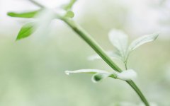 青岛成人高考什么时候能查询学籍？