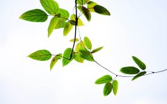 网络教育本科有学位证吗？