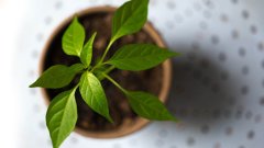 网络教育本科文凭可以考公务员吗？