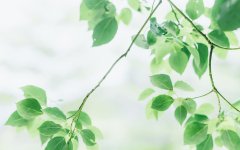 成人高考可以选择的成考专业有哪些？如何选择呢？