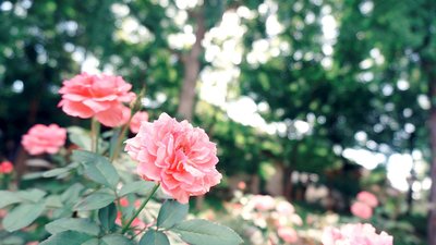 青岛成人高考考前复习指导方法